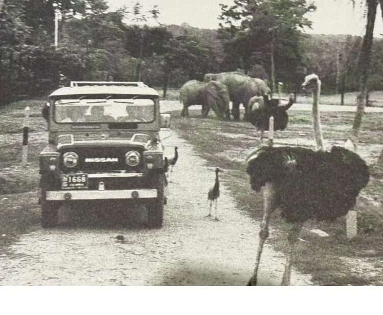 La historia real detrás de los hipopótamos que hoy descontrolan al país