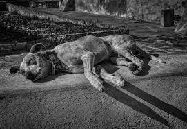 Entre agonía y graves quemaduras murió Rodolfo, el cachorro rociado con una sustancia inflamable