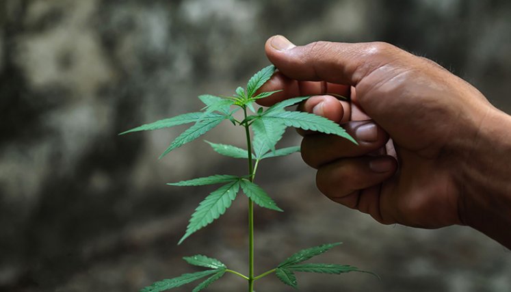 ¿Cannabis legal en Colombia? Proyecto avanzó en primer debate