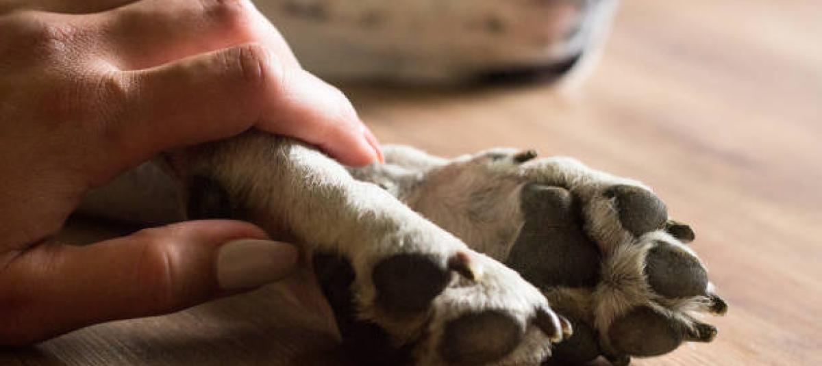 ¿Quién está detrás de la muerte de 12 perros en El Zulia?